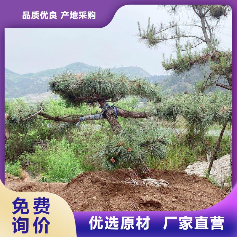 造型松_造型松价格产地直销