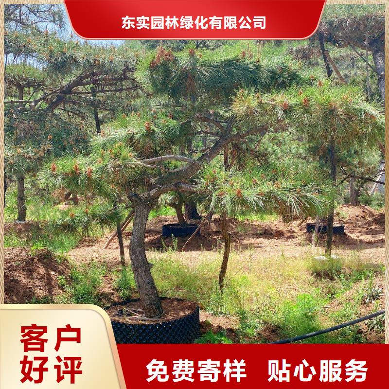造型松松苗木好货直销