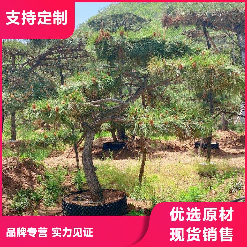 造型松_造型松价格产地直销