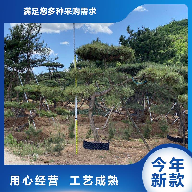 造型松_造型松价格产地直销