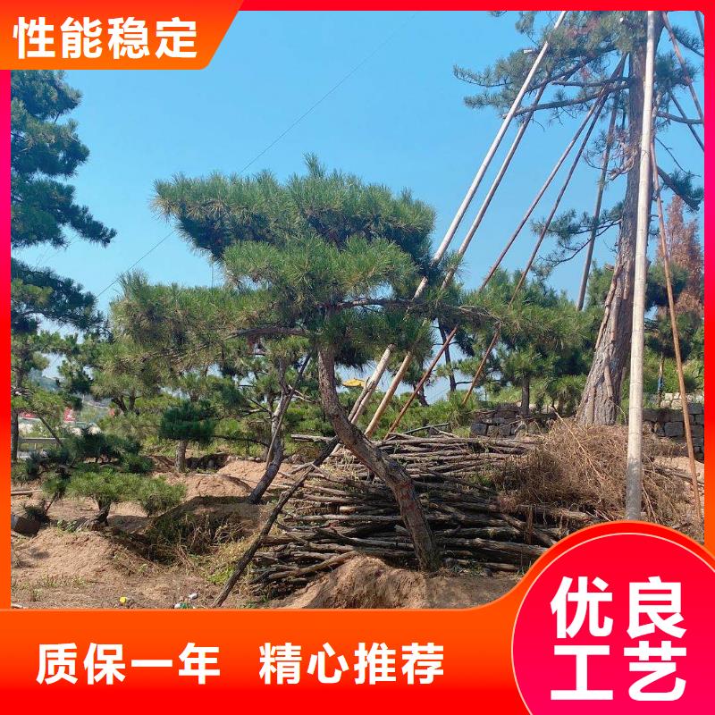 造型松迎客松专注品质