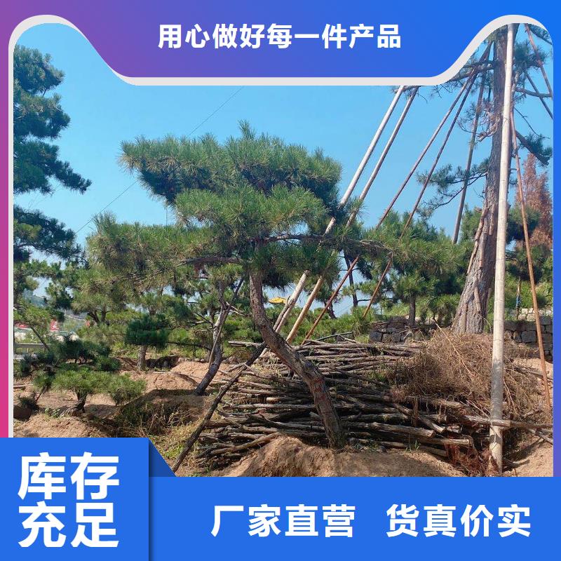 造型松造型油松匠心制造