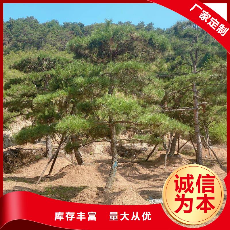 造型松松苗木好货直销