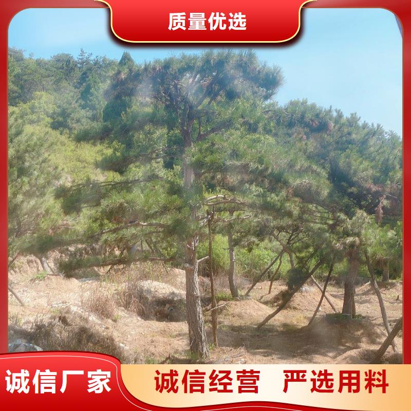 造型松迎客松专注品质