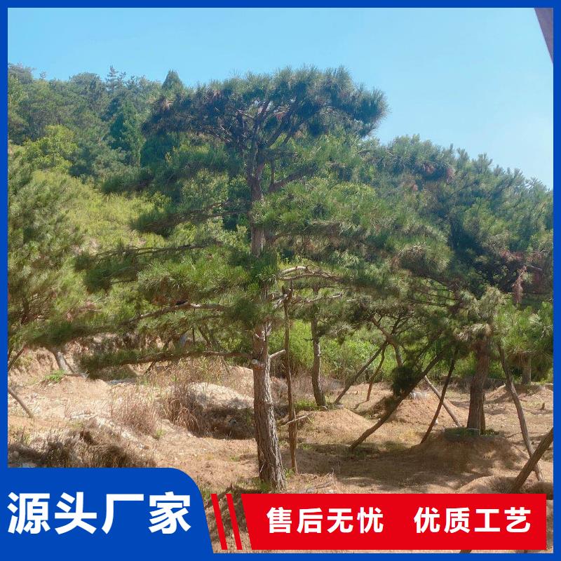 造型松造型油松匠心制造