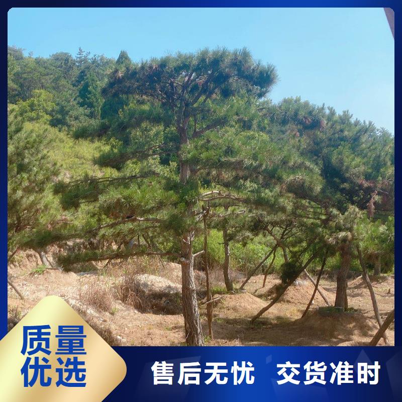 造型松造型油松匠心制造