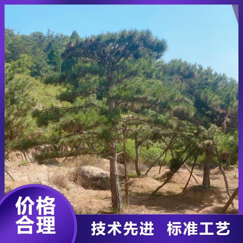 造型松_造型松价格产地直销