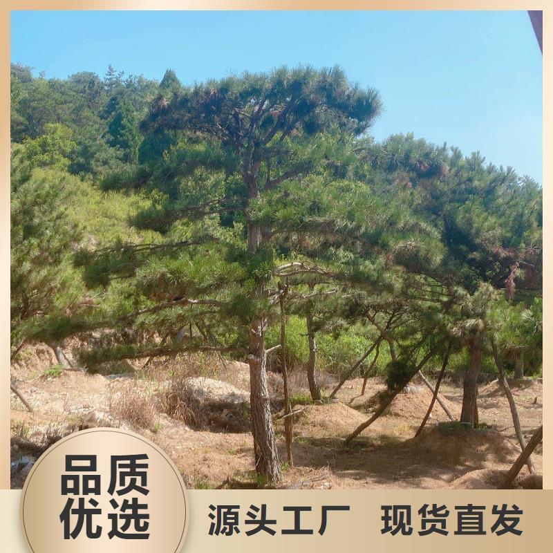 造型松迎客松专注品质