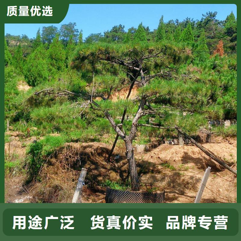 造型松_造型松价格产地直销