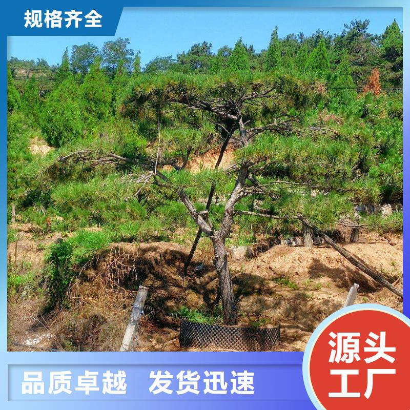 造型松造型油松匠心制造