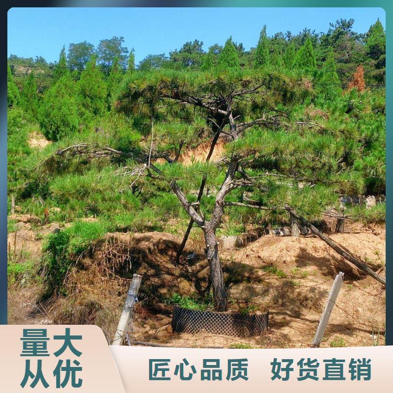 造型松造型油松匠心制造