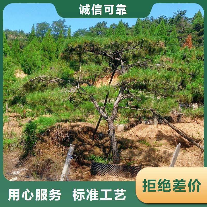 造型松迎客松专注品质