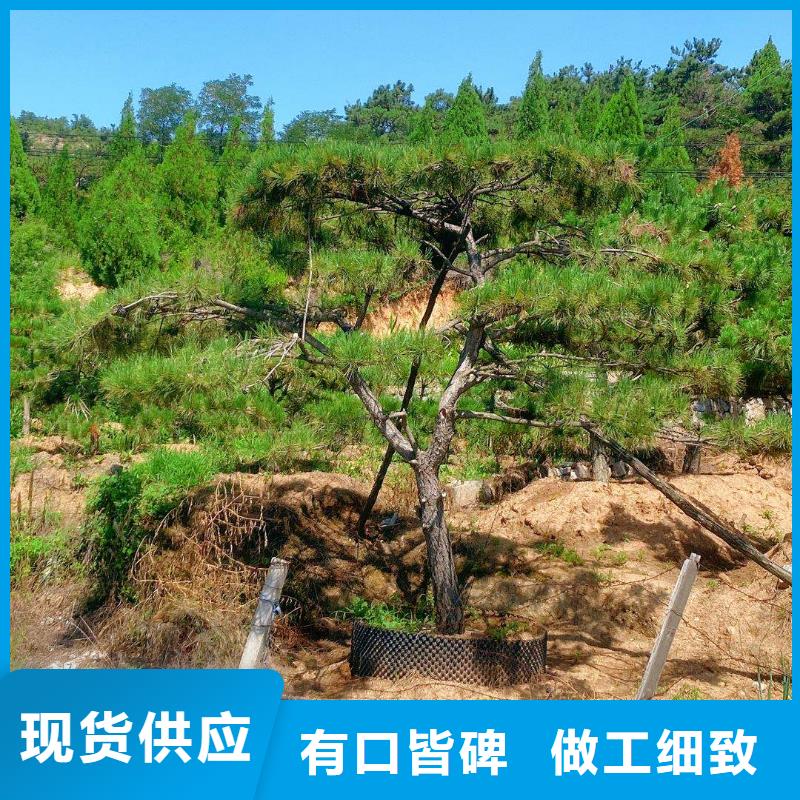 造型松迎客松专注品质