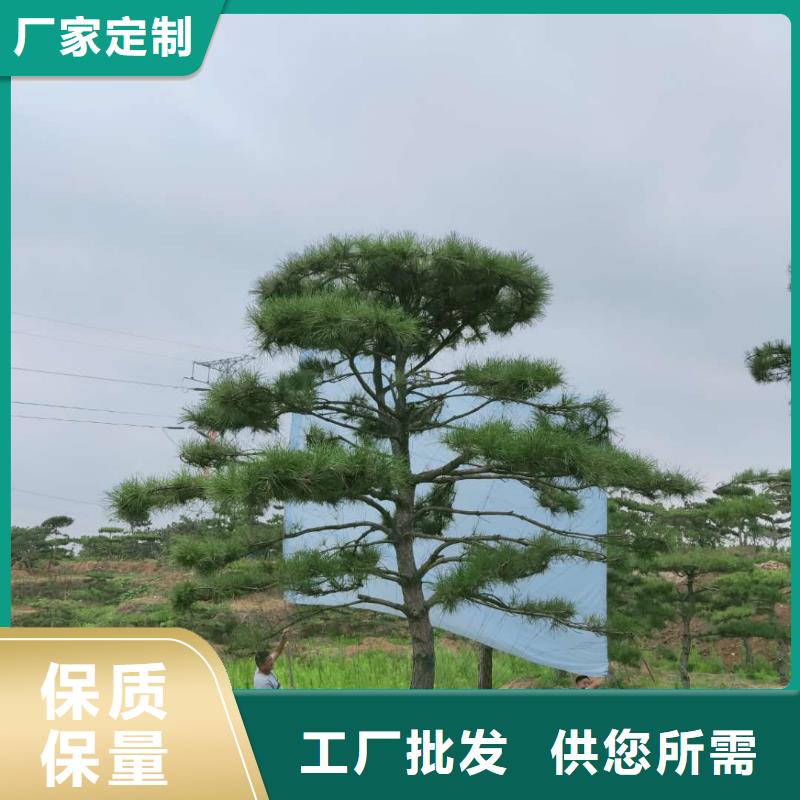 造型松迎客松专注品质