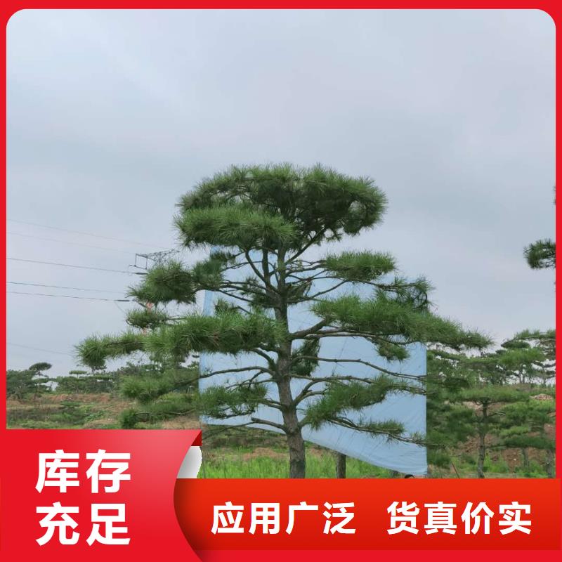 造型松_造型松价格产地直销