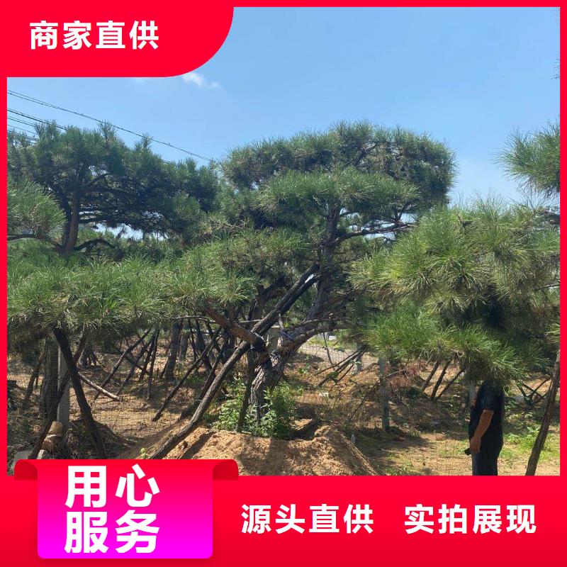 造型松松苗木好货直销