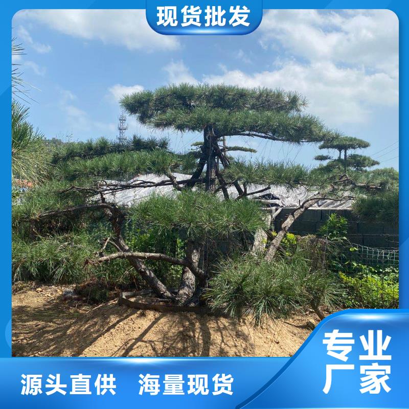 造型松造型油松匠心制造