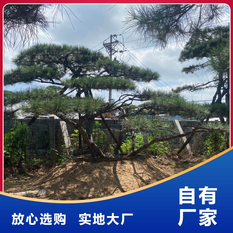 造型松松苗木好货直销
