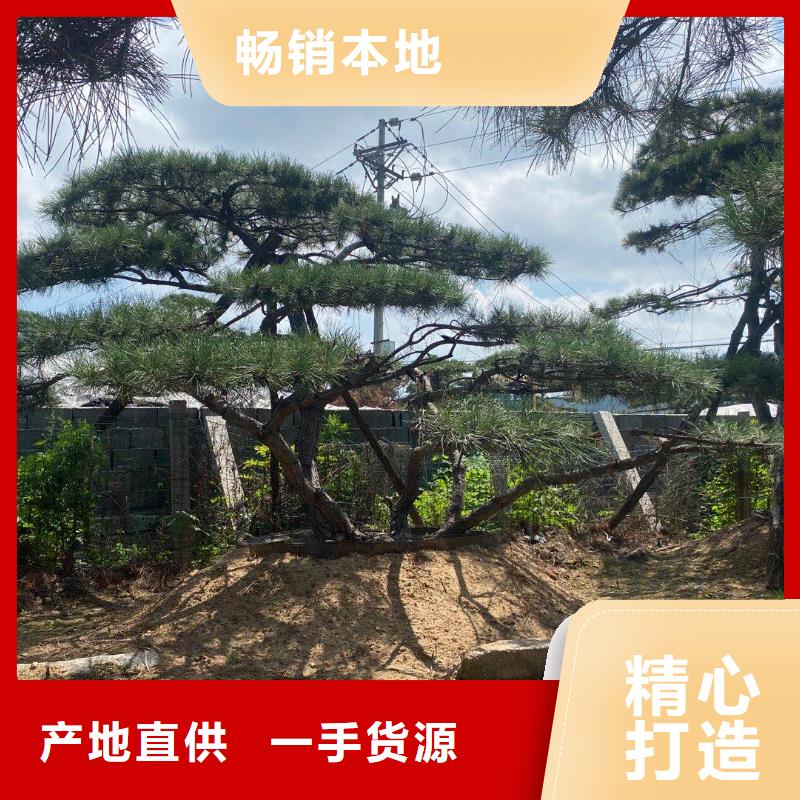 造型松迎客松专注品质