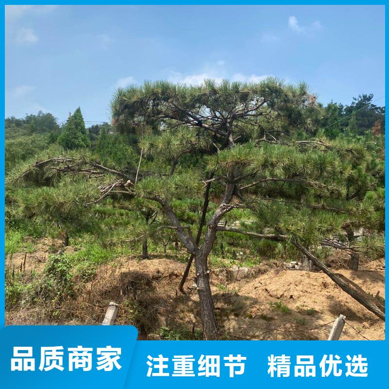 造型松_造型松价格产地直销