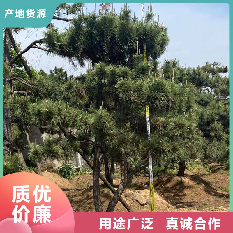 造型松造型油松匠心制造