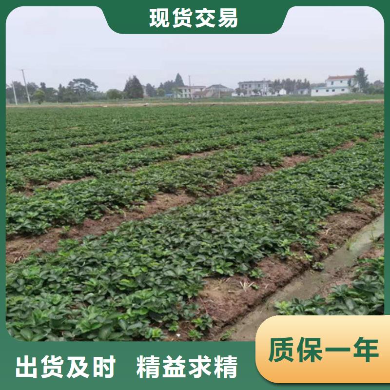 草莓苗猕猴桃苗实力厂商