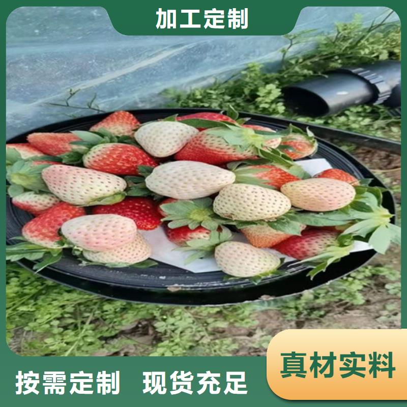 草莓苗猕猴桃苗实力厂商