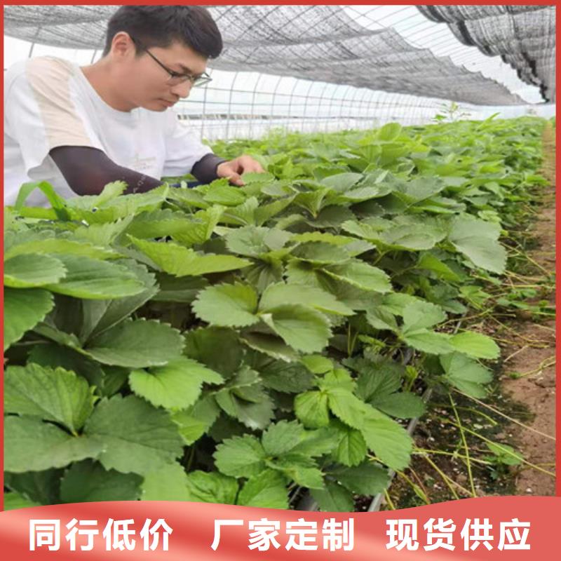 草莓苗 翠冠梨苗工厂采购