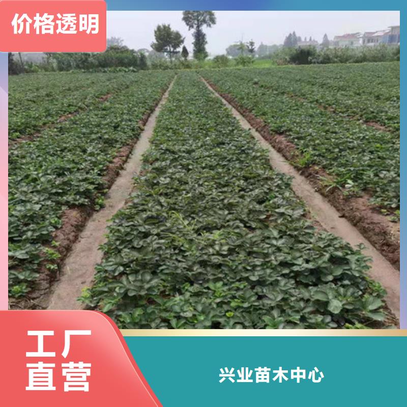 草莓苗 翠冠梨苗工厂采购