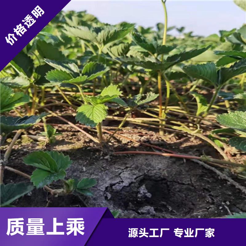 草莓苗 翠冠梨苗工厂采购