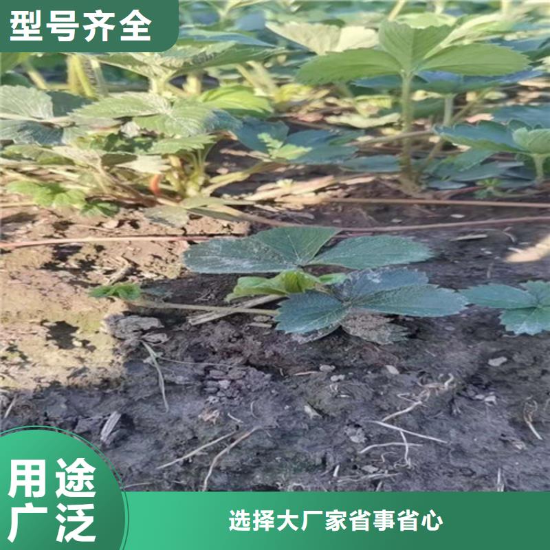 草莓苗 翠冠梨苗工厂采购