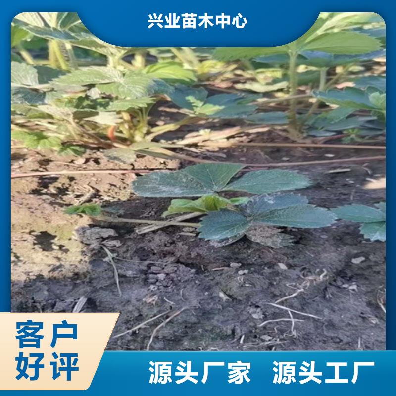 草莓苗 翠冠梨苗工厂采购