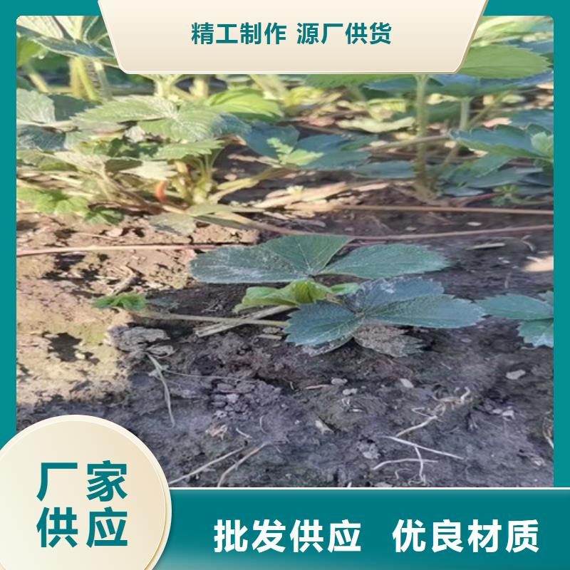草莓苗 翠冠梨苗工厂采购
