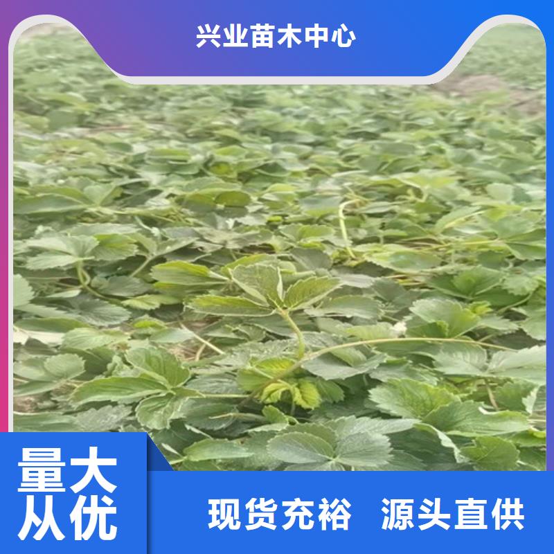 草莓苗 翠冠梨苗工厂采购