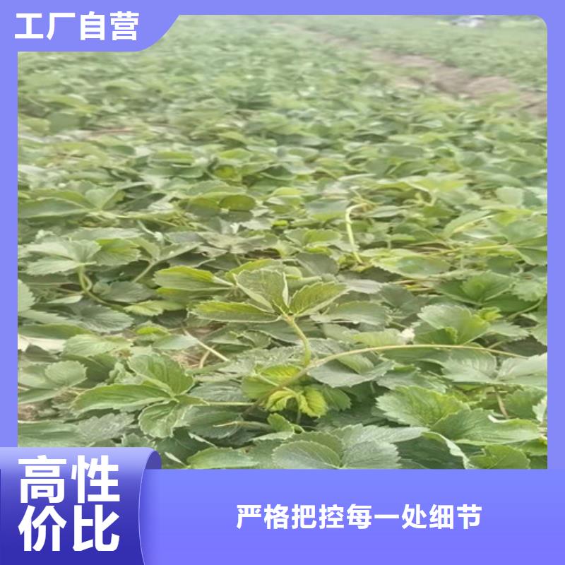 草莓苗 翠冠梨苗工厂采购