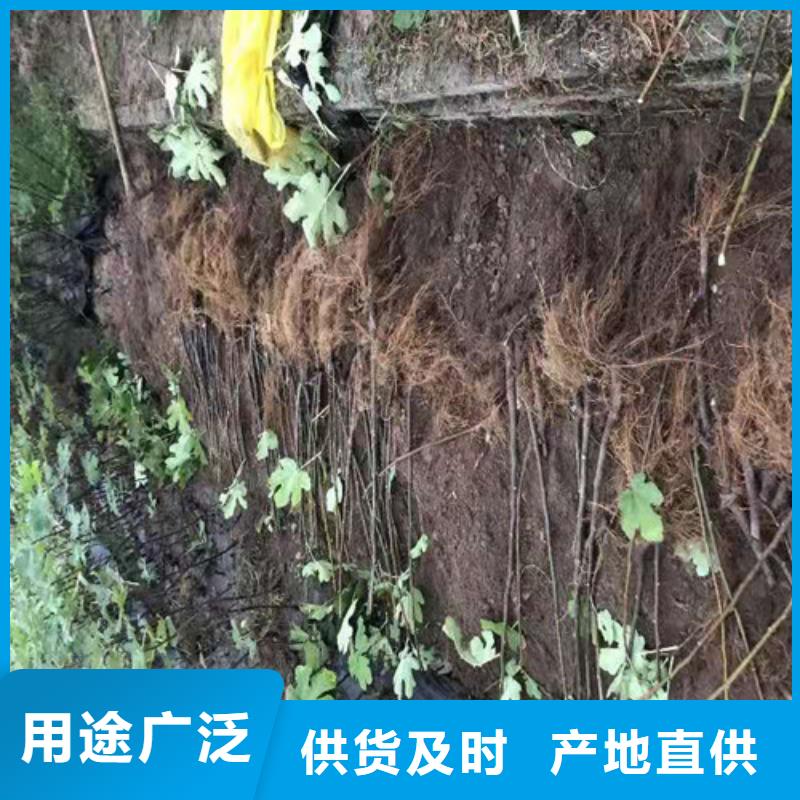 无花果_蓝莓苗懂您所需