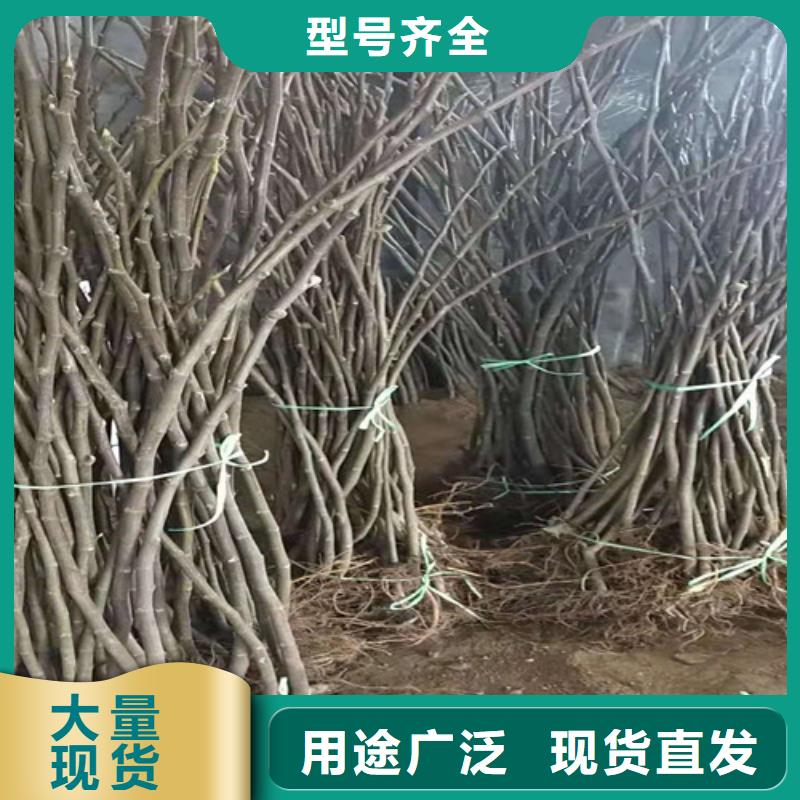 无花果_蓝莓苗懂您所需