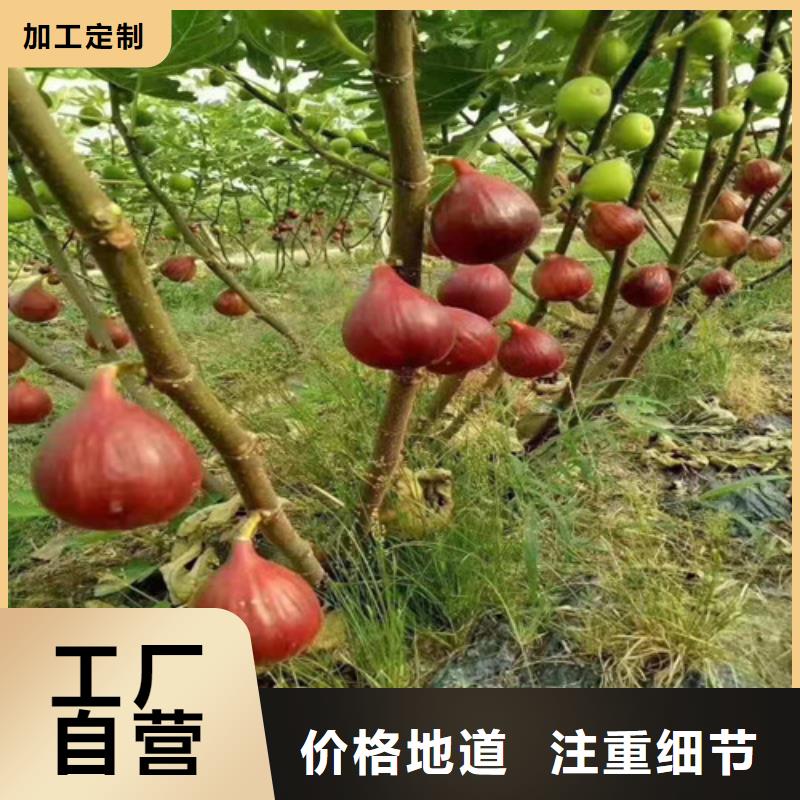 无花果_蓝莓苗懂您所需