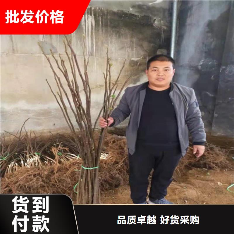 无花果_蓝莓苗懂您所需