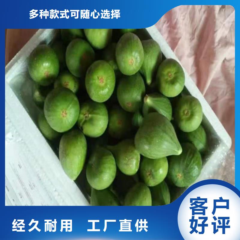 无花果_蓝莓苗懂您所需