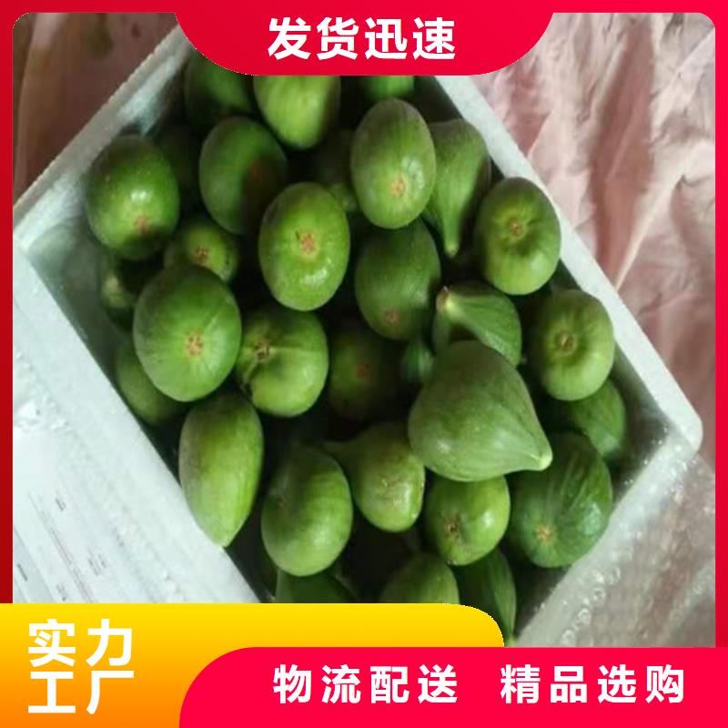 无花果_蓝莓苗懂您所需