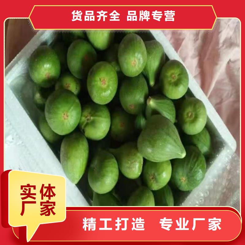 无花果_蓝莓苗懂您所需