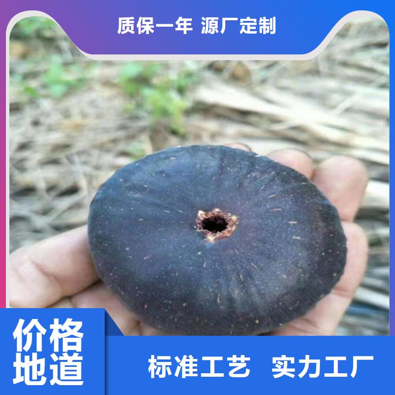 无花果_蓝莓苗懂您所需