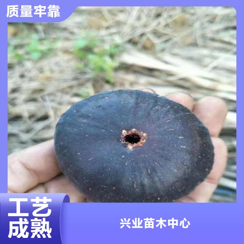 无花果_蓝莓苗懂您所需
