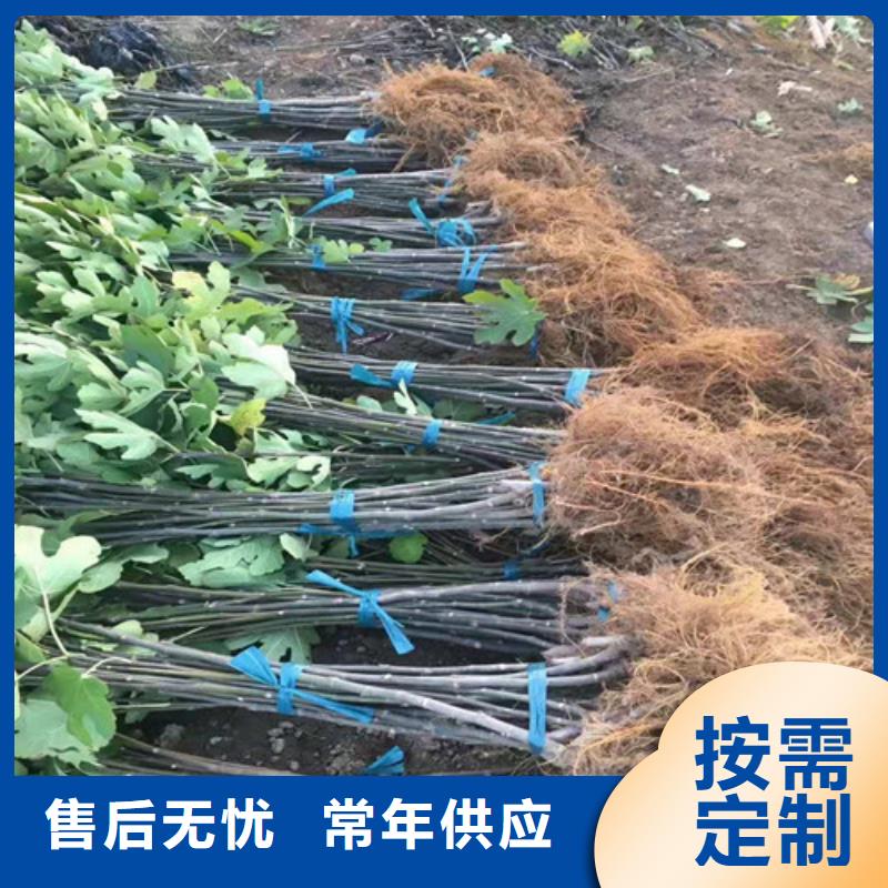 无花果_蓝莓苗懂您所需