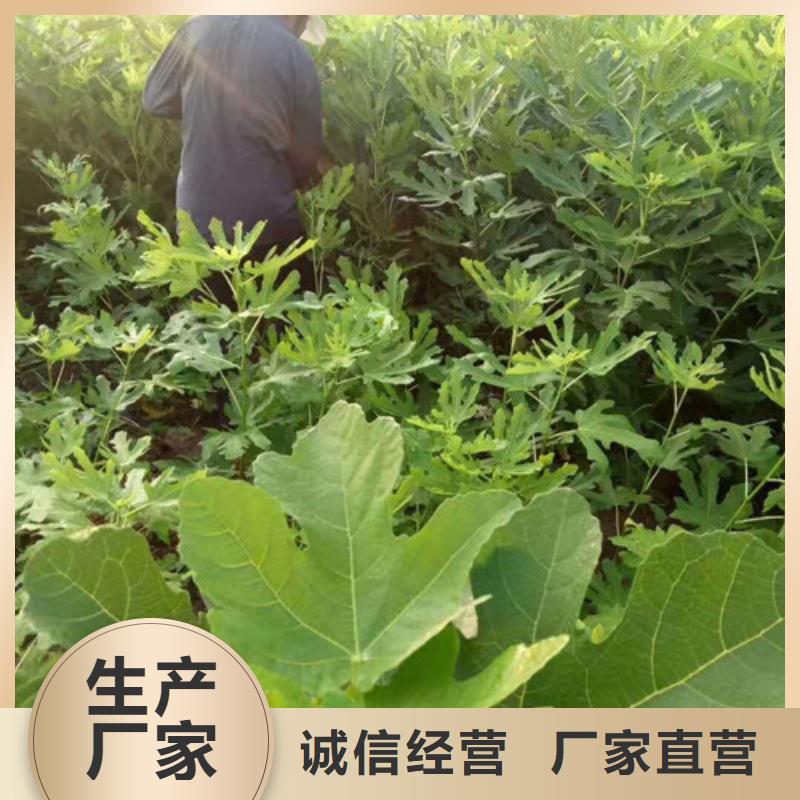 无花果_蓝莓苗懂您所需