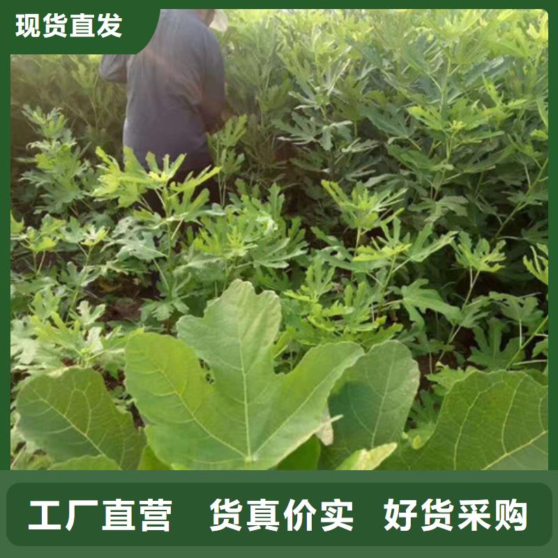 无花果_蓝莓苗懂您所需
