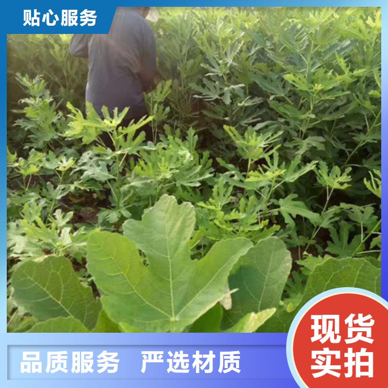 无花果_秋月梨苗材质实在