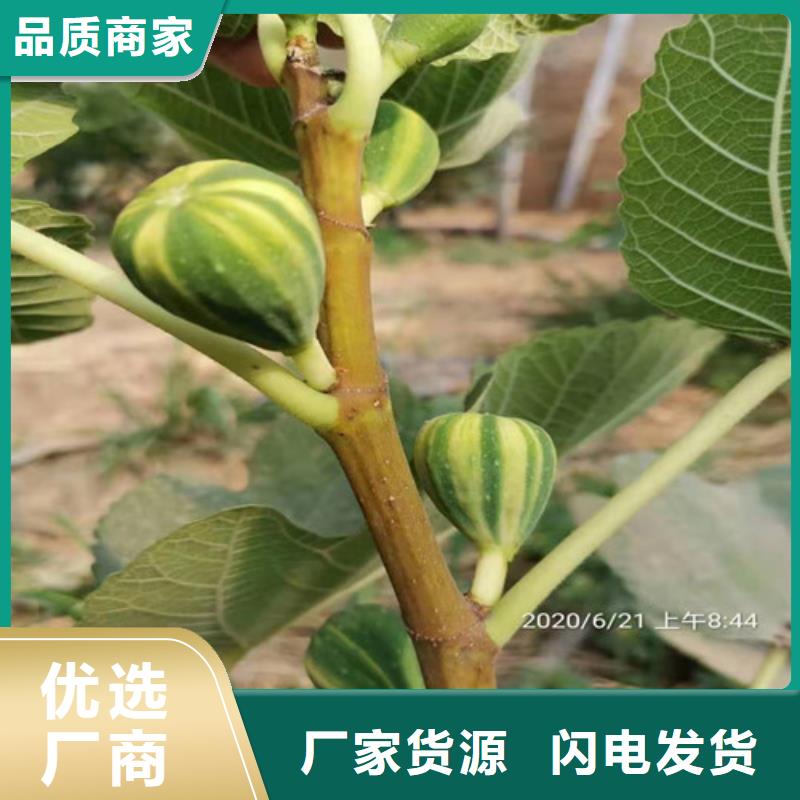 无花果_蓝莓苗懂您所需