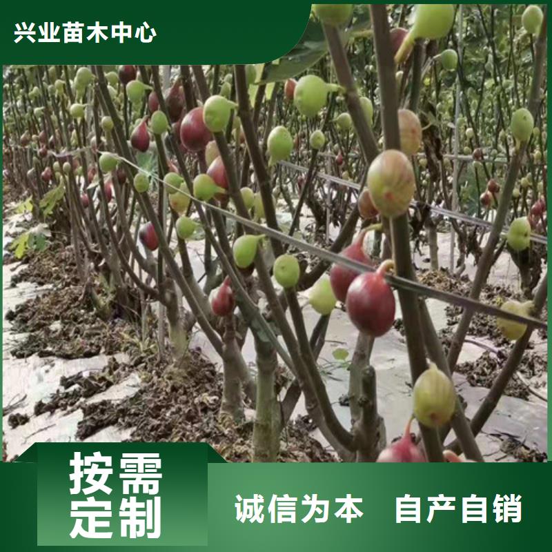 无花果_蓝莓苗懂您所需